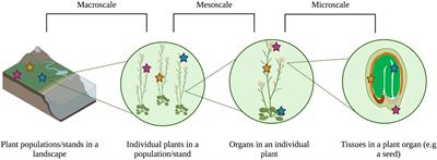 A metacommunity ecology approach to understanding microbial community assembly in developing plant seeds